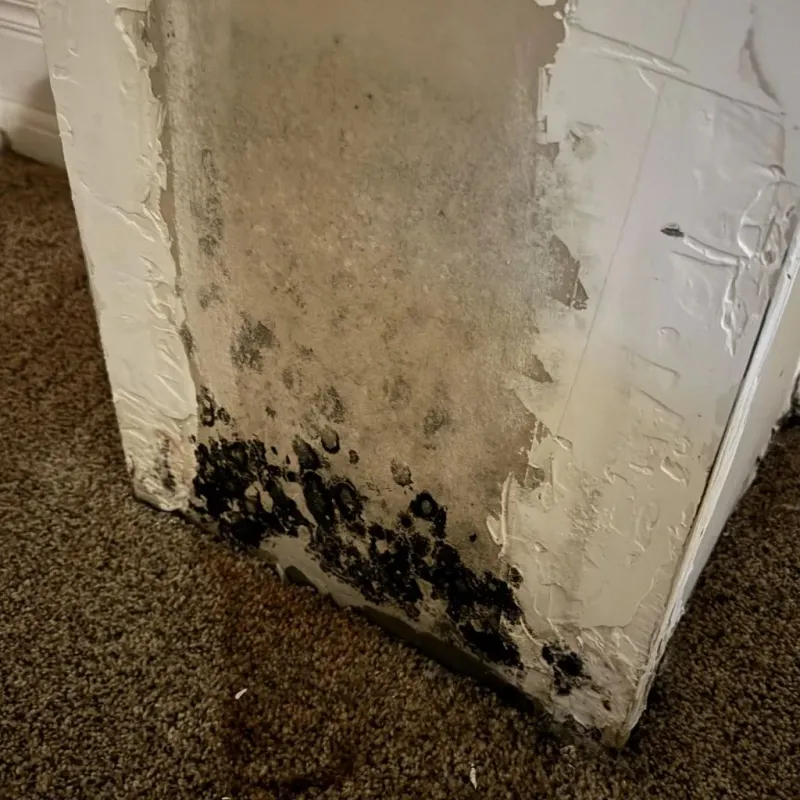 Professional Mold Removal in Grand County, UT